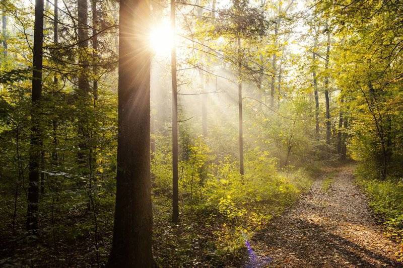 trail through the woods to hunting cabin