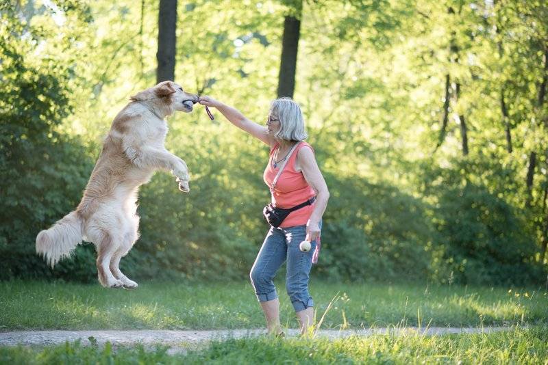 Woman playing with jumping dog outdoors